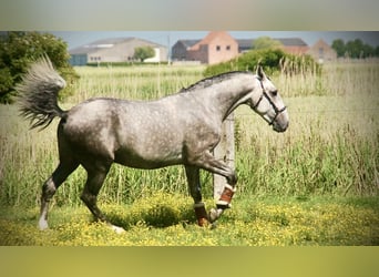 Lusitano, Ruin, 3 Jaar, 158 cm, Schimmel