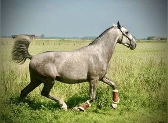 Lusitano, Ruin, 3 Jaar, 158 cm, Schimmel
