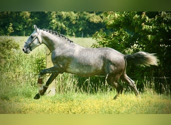 Lusitano, Ruin, 3 Jaar, 158 cm, Schimmel