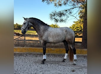 Lusitano, Ruin, 3 Jaar, 161 cm, Schimmel