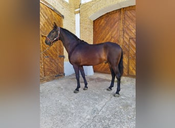 Lusitano, Ruin, 3 Jaar, 163 cm, Brauner