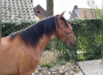 Lusitano, Ruin, 3 Jaar, 164 cm, Lichtbruin