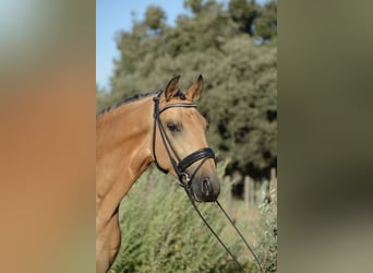 Lusitano, Ruin, 3 Jaar, 165 cm, Buckskin