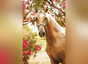 Lusitano, Ruin, 3 Jaar, 165 cm, Palomino