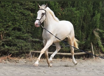 Lusitano, Ruin, 3 Jaar, 165 cm, Palomino