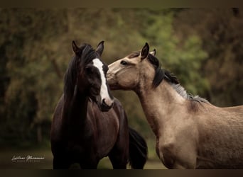 Lusitano Mix, Ruin, 3 Jaar, 170 cm, Zwart