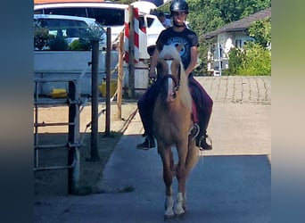 Lusitano Mix, Ruin, 3 Jaar