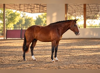 Lusitano, Ruin, 3 Jaar, Roodbruin