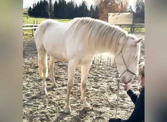 Lusitano, Ruin, 4 Jaar, 153 cm, Cremello