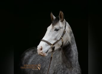 Lusitano Mix, Ruin, 4 Jaar, 154 cm, Appelschimmel