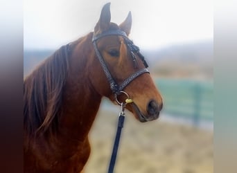 Lusitano Mix, Ruin, 4 Jaar, 155 cm, Roodbruin