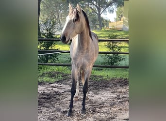 Lusitano, Ruin, 4 Jaar, 156 cm, Brown Falb schimmel