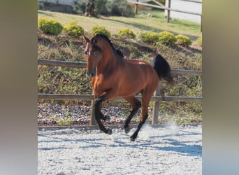 Lusitano, Ruin, 4 Jaar, 158 cm, Bruin