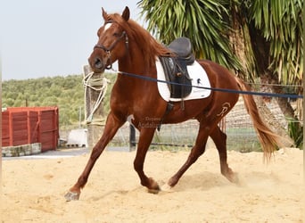 Lusitano, Ruin, 4 Jaar, 158 cm, Vos