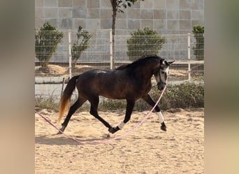 Lusitano, Ruin, 4 Jaar, 159 cm, Schimmel