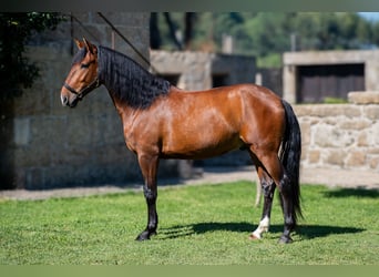 Lusitano, Ruin, 4 Jaar, 160 cm, Bruin