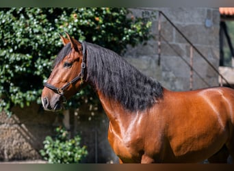 Lusitano, Ruin, 4 Jaar, 160 cm, Bruin