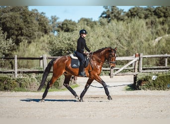 Lusitano, Ruin, 4 Jaar, 160 cm, Donkerbruin
