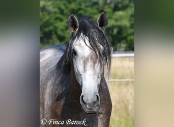 Lusitano, Ruin, 4 Jaar, 160 cm, Schimmel
