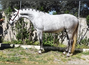 Lusitano, Ruin, 4 Jaar, 160 cm, Schimmel