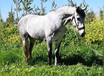 Lusitano, Ruin, 4 Jaar, 160 cm, Schimmel