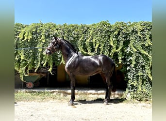 Lusitano, Ruin, 4 Jaar, 161 cm, Zwart