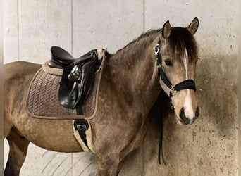 Lusitano, Ruin, 4 Jaar, 162 cm, Buckskin