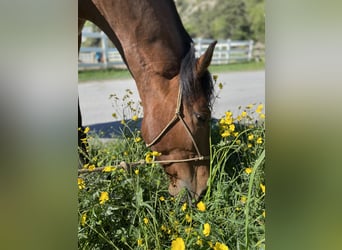 Lusitano, Ruin, 4 Jaar, 163 cm, Bruin