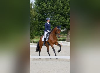 Lusitano, Ruin, 4 Jaar, 163 cm, Donkerbruin