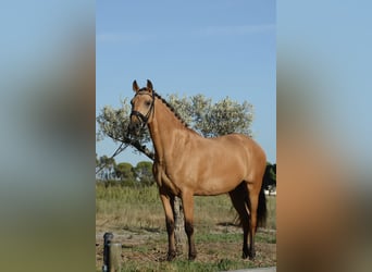Lusitano, Ruin, 4 Jaar, 165 cm, Buckskin