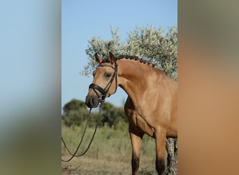 Lusitano, Ruin, 4 Jaar, 165 cm, Buckskin