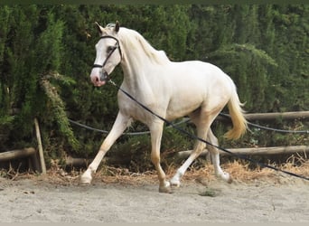 Lusitano, Ruin, 4 Jaar, 165 cm, Palomino