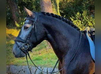 Lusitano Mix, Ruin, 4 Jaar, 165 cm, Schimmel