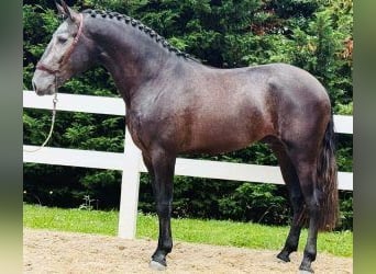 Lusitano Mix, Ruin, 4 Jaar, 165 cm, Schimmel