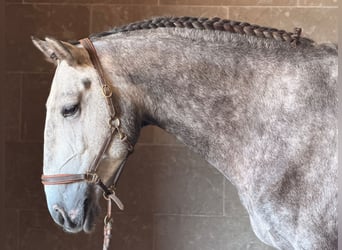 Lusitano, Ruin, 4 Jaar, 165 cm, Schimmel