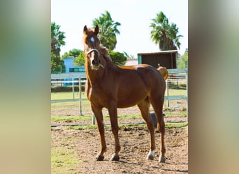 Lusitano Mix, Ruin, 4 Jaar, 165 cm, Vos