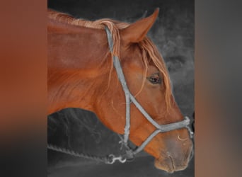 Lusitano Mix, Ruin, 4 Jaar, 165 cm, Vos