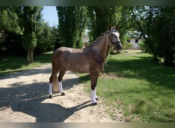 Lusitano, Ruin, 4 Jaar, 168 cm, Brown Falb schimmel