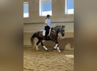 Lusitano, Ruin, 4 Jaar, 168 cm, Brown Falb schimmel
