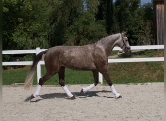 Lusitano, Ruin, 4 Jaar, 168 cm, Brown Falb schimmel