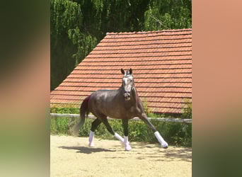 Lusitano, Ruin, 4 Jaar, 168 cm, Brown Falb schimmel