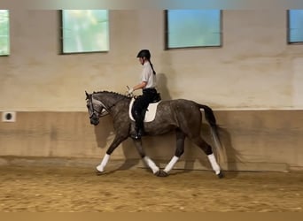 Lusitano, Ruin, 4 Jaar, 168 cm, Brown Falb schimmel