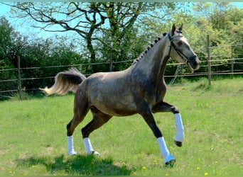 Lusitano, Ruin, 4 Jaar, 168 cm, Brown Falb schimmel