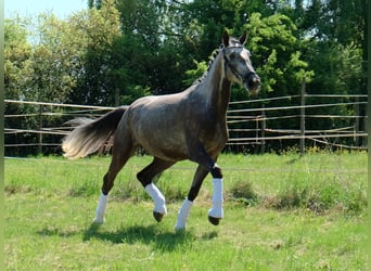 Lusitano, Ruin, 4 Jaar, 168 cm, Brown Falb schimmel