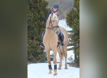 Lusitano, Ruin, 4 Jaar, 170 cm, Palomino