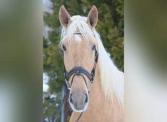 Lusitano, Ruin, 4 Jaar, 170 cm, Palomino