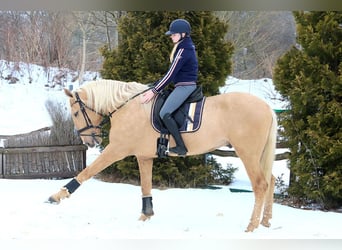 Lusitano, Ruin, 4 Jaar, 170 cm, Palomino