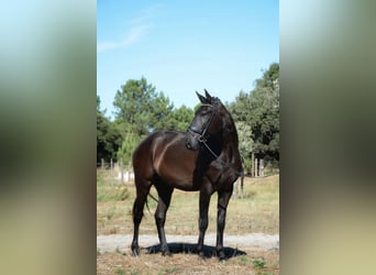 Lusitano, Ruin, 4 Jaar, 170 cm, Zwart