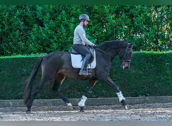 Lusitano Mix, Ruin, 4 Jaar, 174 cm, Donkerbruin