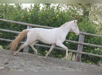 Lusitano, Ruin, 5 Jaar, 157 cm, Cremello